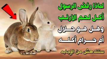 «هتتصدم لما تعرف السبب».. لماذا نبينا محمد عليه الصلاة والسلام لا يأكل لحم الأرنب ؟؟ وأيضًا لا يأكل لحم الضب ؟؟!