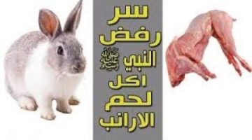 «معلومة هامة ستعرفها لأول مرة» .. لماذا رفض سيدنا محمد أن يأكل لحم الأرنب رغم أنه ليس محرما؟! .. اعرف الإجابة قبل أي حد