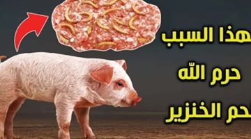 الإجابة كانت صادمة!.. ألماني يسأل ألماني مسلم لماذا حرم الله لحم الخنزير وكانت إجابته لم تخطر على البال