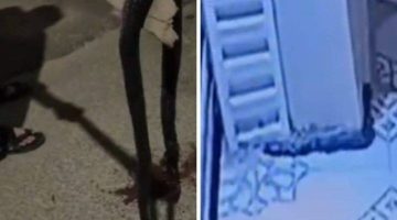 بالفيديو: ثعبان عملاق هاجم مواطن سعودي في منزله وعندما أوشك على إلتهامه حدثت المفاجأة!!