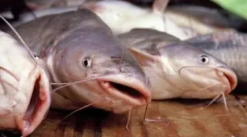 لا تقترب منها .. 6 أنواع من السمك بمثابة السم القاتل لا تأكلها نهائيا .. تعرف عليها !!