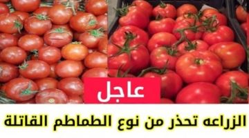 خراب بيوت مستعجل.. تحذر خطير من شراء  هذا النوع من الطماطم المنتشر في السوق يسبب الوفاة
