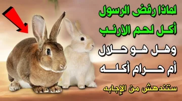 حرام ولا حلال ؟ .. لماذا رفض النبي ” ص ” تناول لحم الأرنب ؟ .. الإجابة مذهلة !!