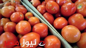 انتبه من شراء هذا النوع من الطماطم!!… وزارتي الصحة والزراعة تحذر من شراء هذا النوع من الطماطم!!