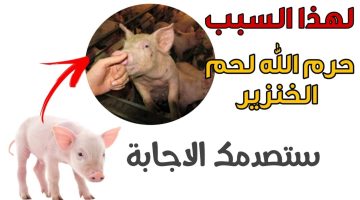 ازاي عايشين كل ده ما نعرفش .. ما السر وراء تحريم الله لأكل لحم ” الخنزير ” ؟ .. أسباب صادمة !!