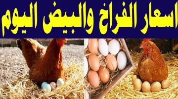 الفراخ بكام فالعيد.. أسعار الدواجن وكراتين البيض اليوم الأربعاء 10 أبريل في الأسواق