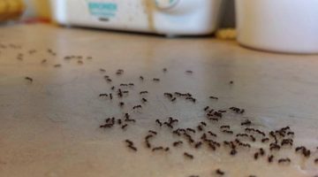 بمكون سحري.. طريقة التخلص من النمل نهائيا بمكون موجود في مطبخك
