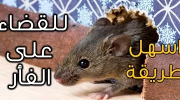 «مش هتلاقيهم في بيتك نهائي»…طرق فعالة للتخلص من الفئران نهائيا بمكونات طبيعية 100٪!!؟