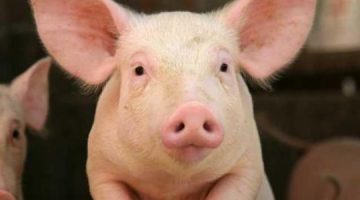 ازاي عايشين كل ده وما نعرفش .. ما السبب وراء تحريم أكل لحم الخنزير على البشر ؟ .. إجابة مدهشة !!