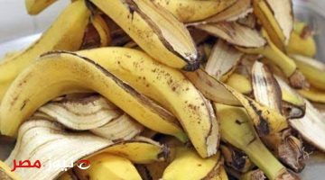 وصفة بمليون جنية!… كنز من قشور الموز الموجودة في بيتك اغلى من الذهب مستحيل تصدقي استخداماته عاملة ازاي!