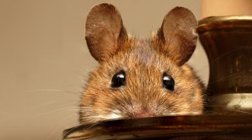 طرق طرد الفئران والحشرات من البيت نهائياً بطرق سهله وبدون مبيدات كمياوية