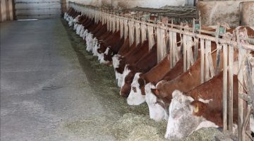 صاحب مزرعة أبقار تركي يلجأ لطريقة غريبة لزيادة إنتاج الحليب