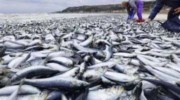 حيرت العلماء.. العثور على آلاف الأسماك الميتة بشواطئ اليابان (فيديو)