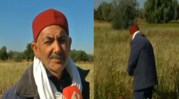 موسمان في السنة الواحدة.. فلاح عربي يتحدى نقص القمح و يزرعه في غير موسمه والنتيجة رائعة (فيديو)