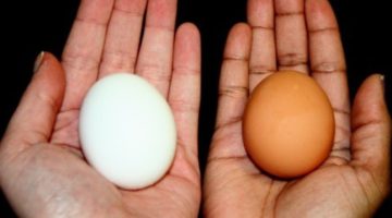 «يا ترى البيضا ولا الحمرا».. هل تعلم أيهما الأفضل “البيض الأحمر” أم “البيض الأبيض”؟!.. هتتفاجئ من الإجابة!!