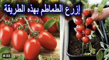 مش هتشتري طماطم تاني .. طريقة زراعة الطماطم في المنزل بكل سهولة .. كنز في بيتك