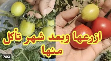 مش هتشتريها تاني .. شاهد كيفية زراعة الطماطم في المنزل بأقل التكاليف.. كنز في بيتك