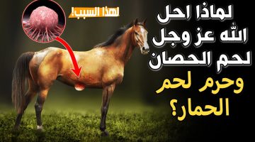 ازاي عايشين ومنعرفش ؟؟!! لماذا حرم الله أكل لحم الحصان وحرم الحمير.. الإجابة ستدهشك !!