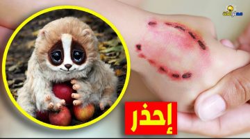 «حدث غير متوقع».. فتاة سعودىة تعثر على حيوان صغير فأعتقدت أنها قطة بعد أن أنقذتها ليكبر الحيوان وتكتشف الكارثة!!