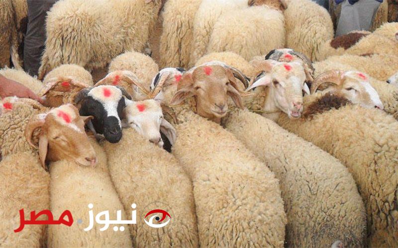 تراجع كبير في أسعار اللحوم البقري والجاموسي قبل عيد الأضحى 2024.. مفاجأة بسعر الخروف