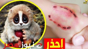 «صدمة كبيرة فاجأت الجميع».. فتاة سعودية وجدت حيوان غريب في الشارع فأخذته إلى منزلها معتقدة أنه قطة.. ولكن الحقيقة مفزعة