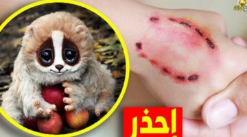 مفاجأة صادمة! .. سعودية وجدت حيوان غريب وكانت تعتقد أنها أنقذت قطة بعد فترة اكتشفت الحقيقة المفزعة؟! .. اكتشف فوراً