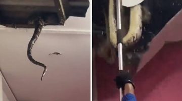 حقق ملايين المشاهدات.. أسرة تُفاجأ بثعابين ضخمة في سقف منزلها (فيديو)