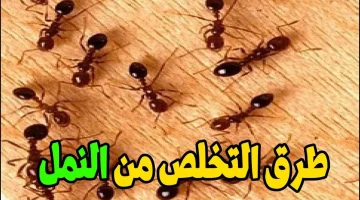 سر محدش هيقولك عليه.. طريقة التخلص من النمل الموجود بمكونات موجودة في مطبخك برشة واحدة هيختفوا للأبد