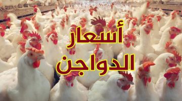 تحرك جديد.. أسعار الدواجن وكراتين البيض اليوم السبت 11 مايو بالأسواق