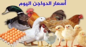 الفرخة بكام حالًا؟.. أسعار الدواجن وكراتين البيض اليوم الخميس 9 مايو بالأسواق