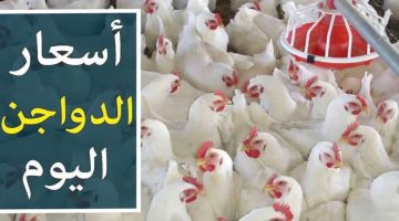 بورصة الدواجن اليوم.. أسعار الفراخ وكراتين البيض اليوم الجمعة 10 مايو 2024
